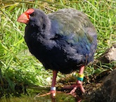 Takahe Bird